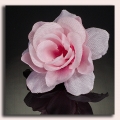 Róża główka 12 szt 4 cm Pink